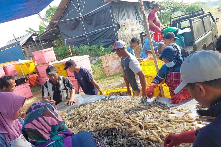 PT Perikanan Indonesia panen udang Vaname di Pekalongan