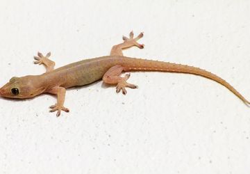 10 Tanaman Ini Bisa Mengusir Cicak di Rumah, Lavender hingga Serai