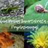 7 Filum Hewan Invertebrata dan Penjelasannya