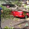 Sopir Angkot Tewas Tertimpa Pohon Mangga yang Tumbang Akibat Hujan dan Angin Kencang