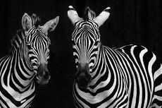 Zebra Kabur di Jalan Raya AS, Penunggang Rodeo Datang Menyelamatkan
