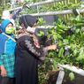 Di Tengah Pandemi Covid-19, Warga Jakarta Utara Panen 154 Kg Sayur Hidroponik