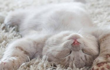 Ilustrasi kucing tidur telentang.