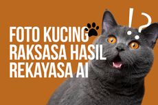 INFOGRAFIK: Beredar Foto Kucing Raksasa Hasil Rekayasa AI