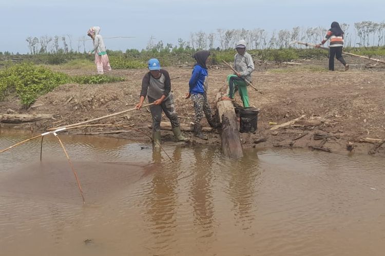 Para nelayan perempuan di Desa Sungai Sayang, Kecamatan Sadu, Kabupaten Tanjab Timur, Jambi mencari ikan, udang dan kepiting di lahan mangrove yang gundul dan terendam air karena dibabat ratusan hektar.