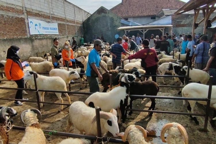 Sejumlah petugas Puskeswan Dinas Perikanan dan Peternakan Kabupaten Kuningan Jawa Barat melakukan pemeriksaan terhadap hewan kurban di pasar kambing, Kamis pagi, (8/6/2023).