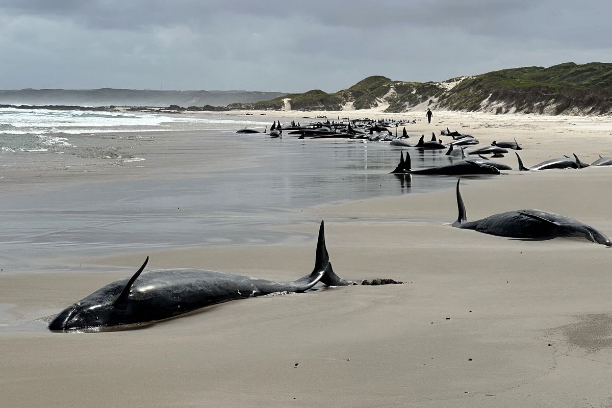 Sebanyak 157 ekor lumba-lumba terdampar di pantai terpencil Tasmania, dekat Sungai Arthur. Foto ini diambil pada Rabu (19/2/2025), ketika otoritas Australia hendak menyunik mati 90 di antaranya. Hewan-hewan ini diduga anggota spesies paus pembunuh palsu.