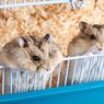 Hamster Peliharaan Bersin? Ketahui 4 Alasannya