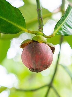 Ilustrasi tanaman manggis, buah manggis. Terlalu banyak konsumsi kulit manggis dapat menyebabkan gangguan pencernaan seperti kembung dan diare.