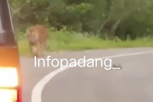 Video Viral Seekor Harimau Berjalan di Pinggir Jalan, Ternyata Mangsa Ternak dan Anjing