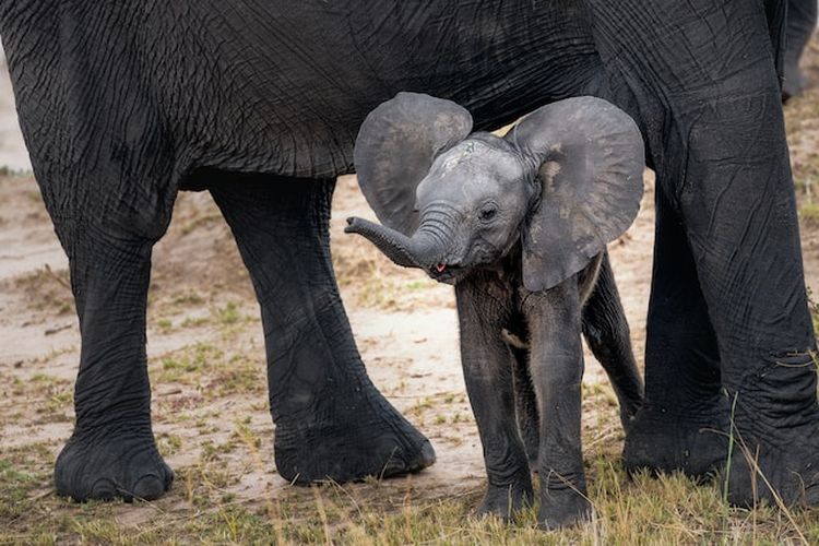 Ilustrasi anak gajah 