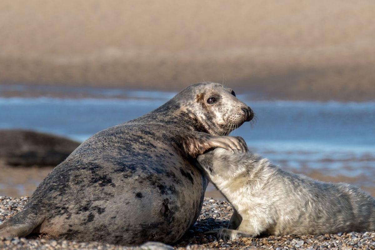 Anak anjing laut bersama induknya di Cagar Alam Nasional Blakeney di Norfolk.
