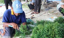 Begini Cara Kepulauan Seribu Jadi Produsen Rumput Laut Kelas Dunia