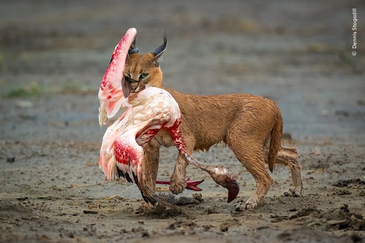 Dennis Stogsdill (AS) memotret seekor caracal berburu flamingo kecil di Taman Nasional Serengeti, Tanzania. 