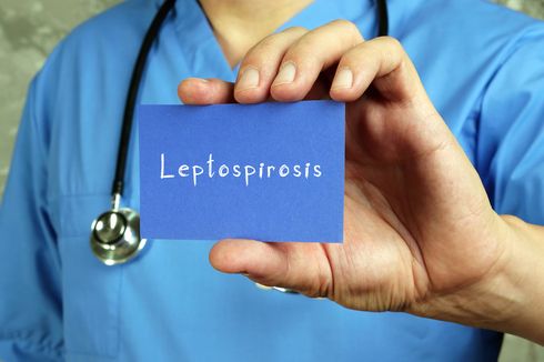 Mewabah di Sejumlah Daerah, Kenali Penyebab dan Gejala Leptospirosis