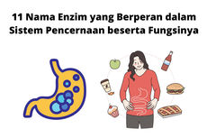 11 Nama Enzim yang Berperan dalam Sistem Pencernaan beserta Fungsinya