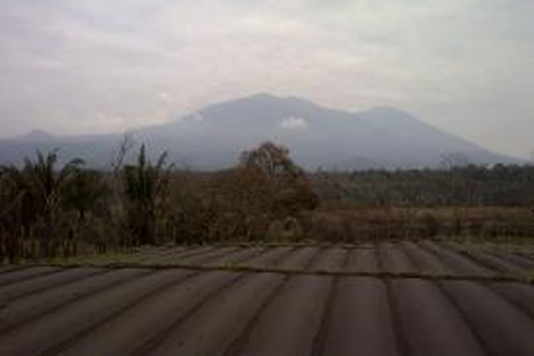 Lahan pertanian yang gagal panen akibat abu vulkanik letusan gunung Kelud, di Kecamatan Ngantang, Kabupaten Malang, Jawa Timur. Kamis (6/3/2014).