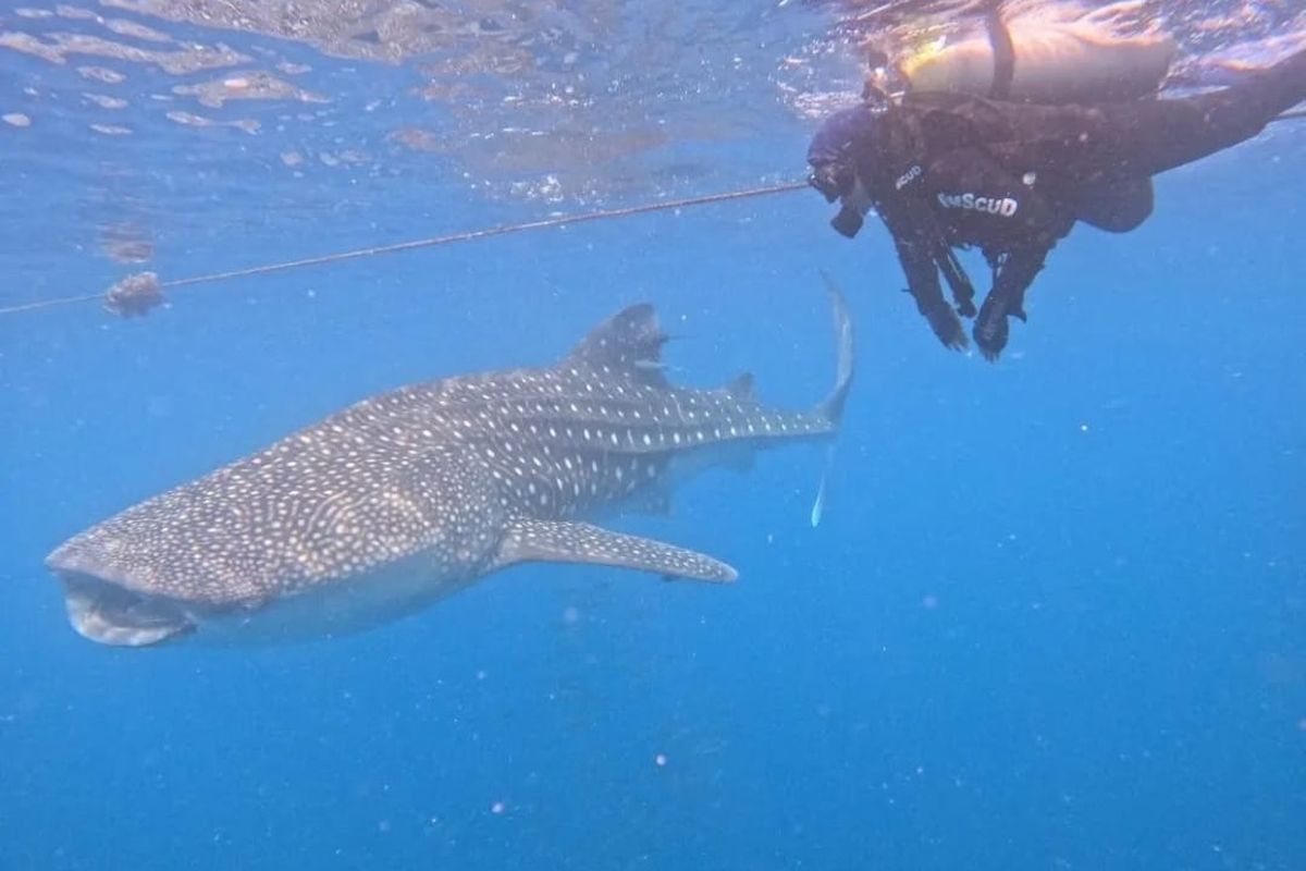 Seorang staf Dinas Kelautan dan Perikanan (DKP) Provinsi gorontalo tengah menyelam di kawasan hiu paus Botubarani Kecamatan Kabila Bone Kabupaten Bone Bolango. Kegiatan ini merupakan bagian dari monitoring dan evaluasi dalam pengelolaan kawasan konservasi Teluk Gorontalo.