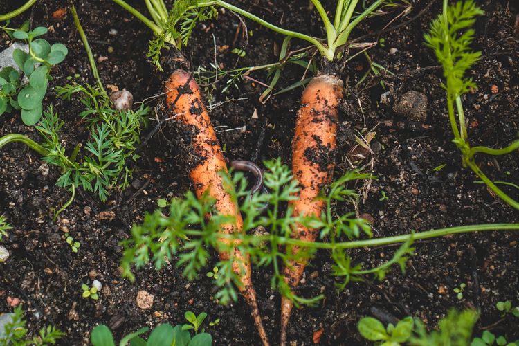 Ilustrasi, tanaman wortel