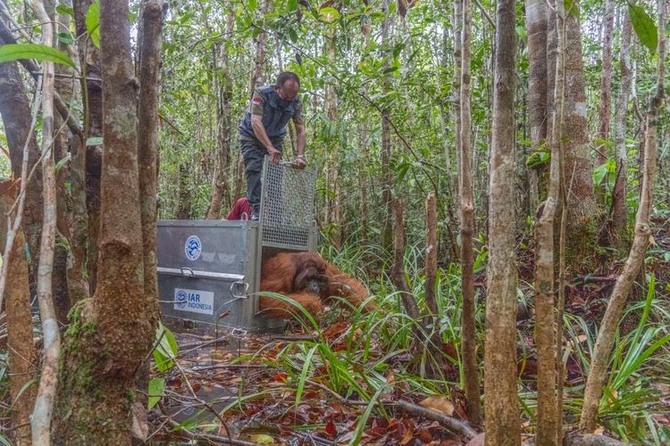 Balai Konservasi Sumber Daya Alam (BKSDA) Kalimantan Barat (Kalbar) dan IAR Indonesia kembali menyelamatkan satu individu orangutan jantan dewasa yang diberi nama Boncel di wilayah transmigrasi, Desa Sungai Pelang, Kecamatan Matan Hilir Selatan, Kabupaten Ketapang, Kalbar.