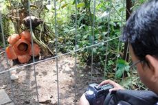 Sambut Pengunjung, Kebun Raya Bogor Berbenah 