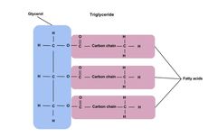 Apa yang Dimaksud dengan Trigliserida?