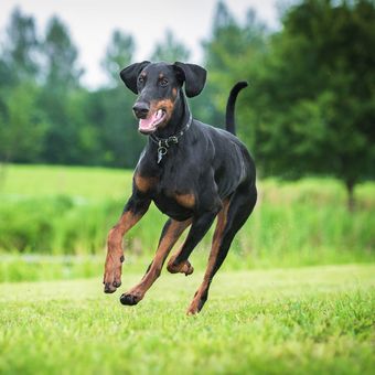 Ilustrasi anjing Doberman pinscher. 