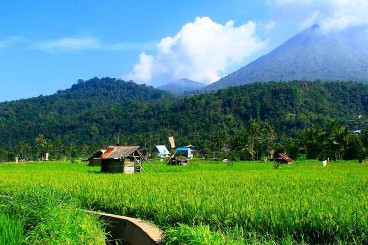 Persawahan di Kota Tomohon, Sulawesi Utara yang indah, dengan latar Gunung Api Lokon.