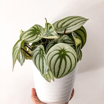 Ilustasi peperomia watermelon