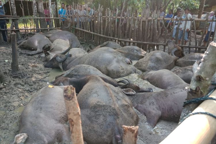 19 ekor ternak kerbau mati tersambar petir di Dusun II, Desa Urutan, Kecamatan Andam Dewi, Tapanuli Tengah, Senin (19/8/2019) dan menjadi tontonan warga.  Selain kerbau, seorang warga juga tewas karena petir di saat yang sama.