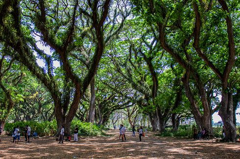 Panduan Wisata Banyuwangi ala Dion Wiyoko, Simak Live Instagram Kompas.com Besok