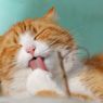 Ciri Kucing Tersedak dan Cara Menanganinya