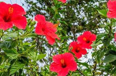 6 Bunga yang Cocok Ditanam pada Musim Panas