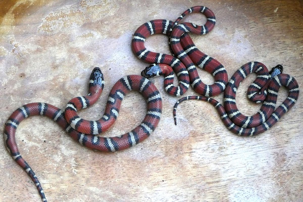 Ilustrasi ular jenis Kingsnake.