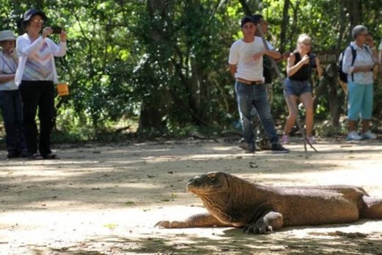 Wisatawan menyaksikan komodo di habitat aslinya 