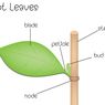Ciri dan Struktur Tumbuhan Dikotil