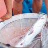 4 Cara Olah Ikan Segar Sebelum Dimasak, Bisa Simpan di Freezer Dulu