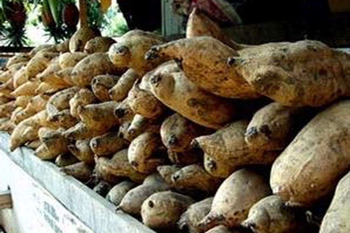 Warga Jepang makin gandrung makan ubi madu asal Indonesia. Hasil bumi dari Cilembu, Sumedang itu, prospeknya cerah lho!