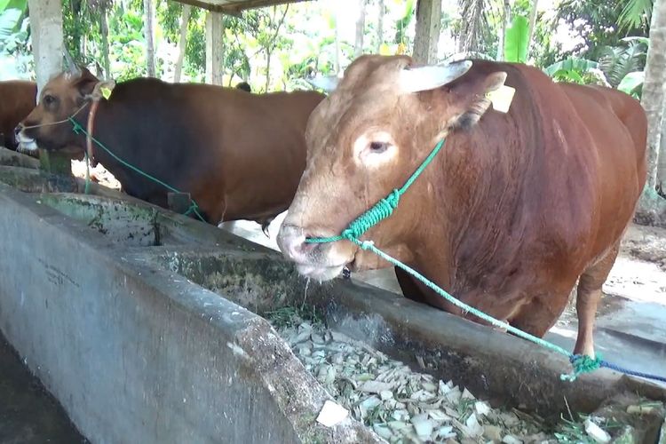 Dua sapi unggulan milik peternak di Polewali Mandar, Sulawesi barat, Tebo dan Gemoy berbotot masing-masing 1.131 kg dan 1.109 kg. Salah satu dari sapi ini bakal dipilih untuk kurban Jokowi di Sulbar.