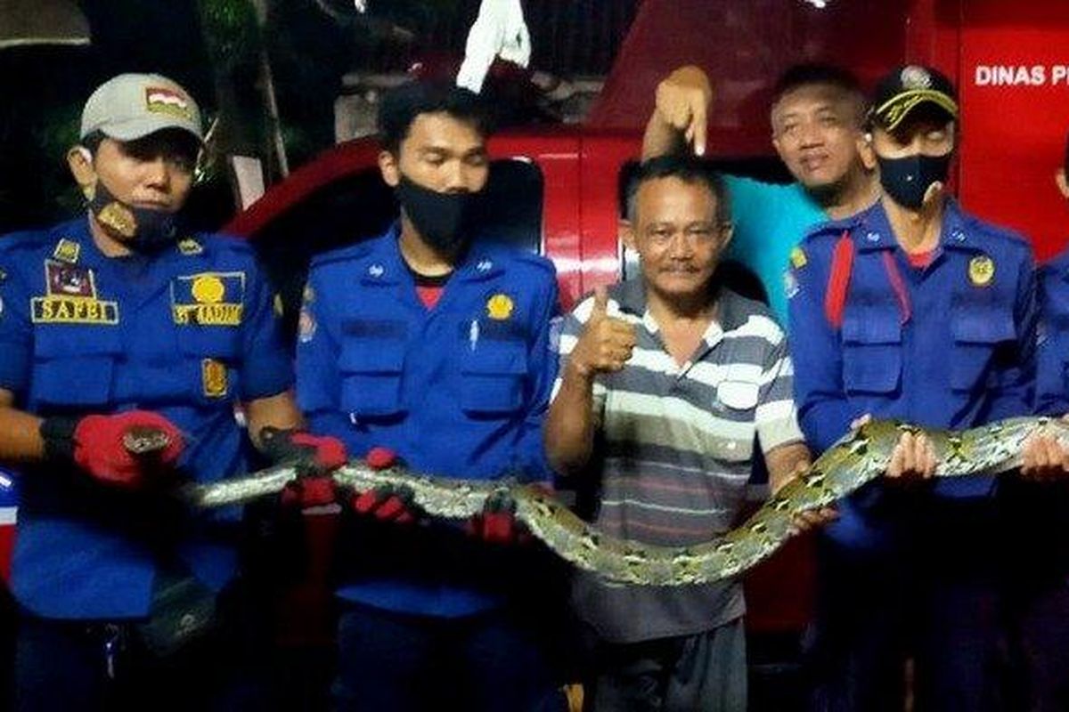 Ular sanca sepanjang 4 meter yang dievakuasi pihak Dinas Pemadam Kebakaran dan Penyelematan Kota Tangsel dari rumah warga di kawasan Jalan Aria Putra, Ciputat. 