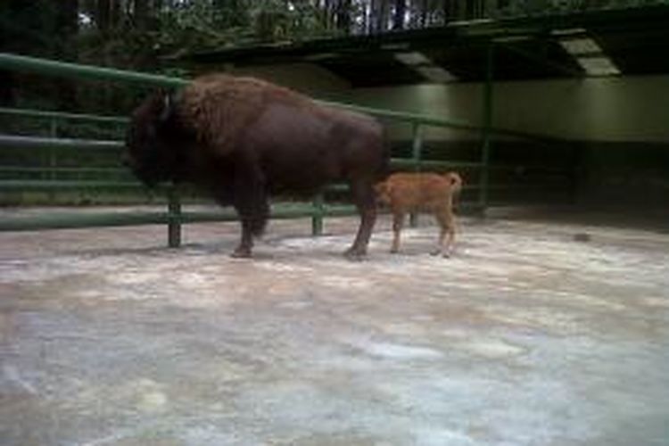 Anak bison Amerika, Kayla, bersama induknya di Taman Safari II Prigen, Pasuruan, Jawa Timur, Selasa (8/10/2013). Kayla dilahirkan pada 2 Oktober lalu.