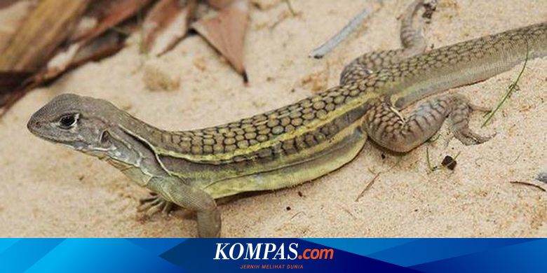 Spesies Kadal Aneh Ditemukan Di Restoran