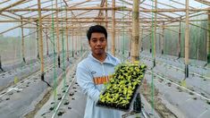 Cerita Budi, Gen Z yang Pilih Cangkul daripada Berdasi, Sukses Bangun Greenhouse Melon