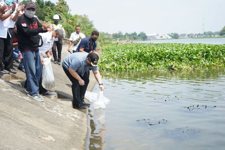 Bupati Kediri Hanindhito Himawan Pramana menebar benih ikan ke Sungai Brantas. 