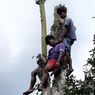Diduga Kelelahan, Deni Pingsan di Atas Pohon Setinggi 10 Meter Berjam-jam