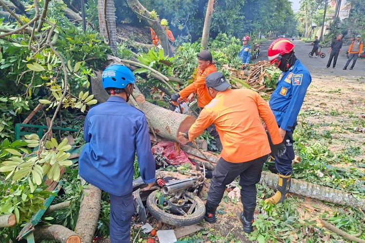 Pohon Flamboyan 40 Meter Tumbang Timpa Warga dan Motor di Bogor, 4 Orang Luka-luka