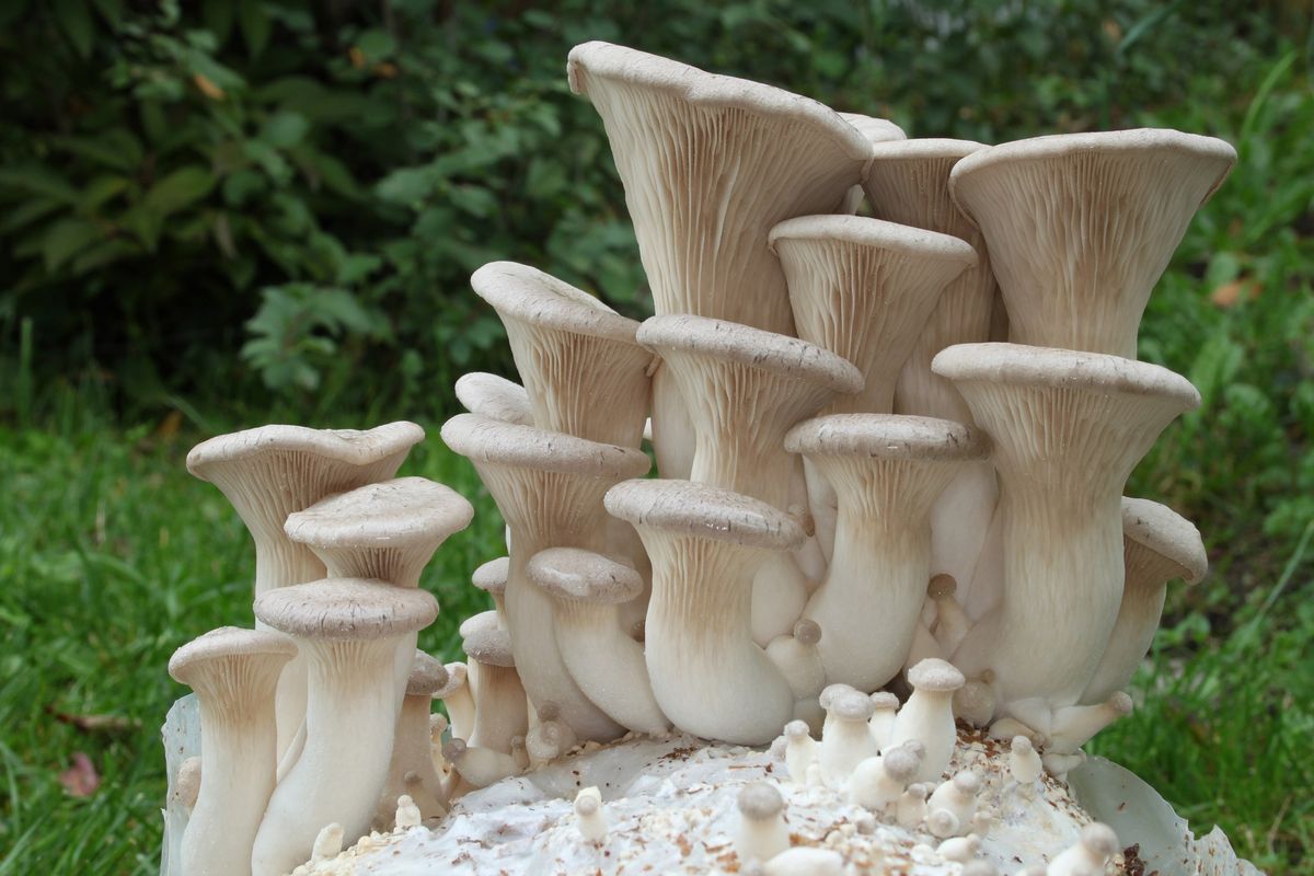 Ilustrasi jamur eryngii atau eringii.