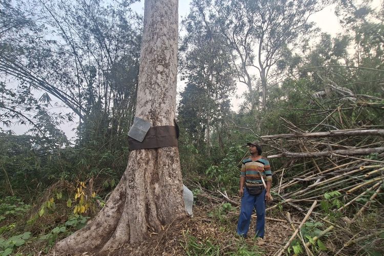 Kisah Meliono, Tokoh Adat Kotim Penjaga Sisa Hutan dari Himpitan Sawit