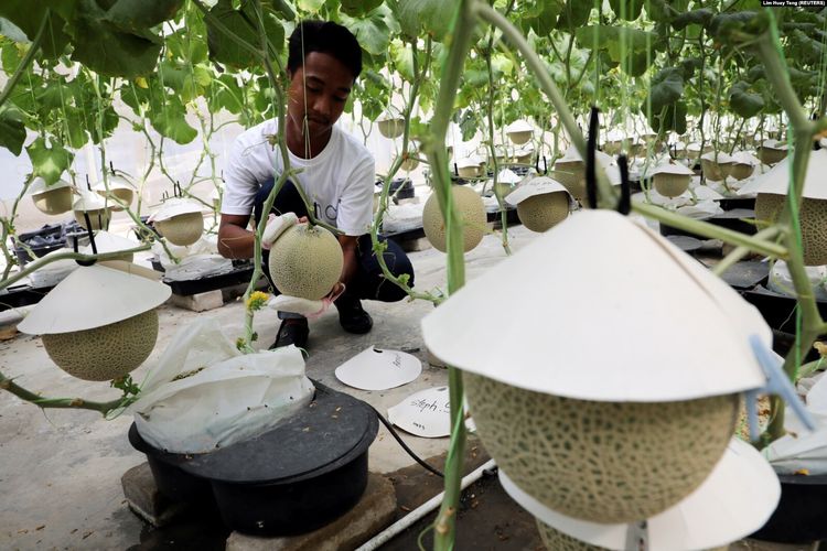 Seorang petani memoles melon Jepang di Mono Farm di Putrajaya, Malaysia, 8 April 2021.