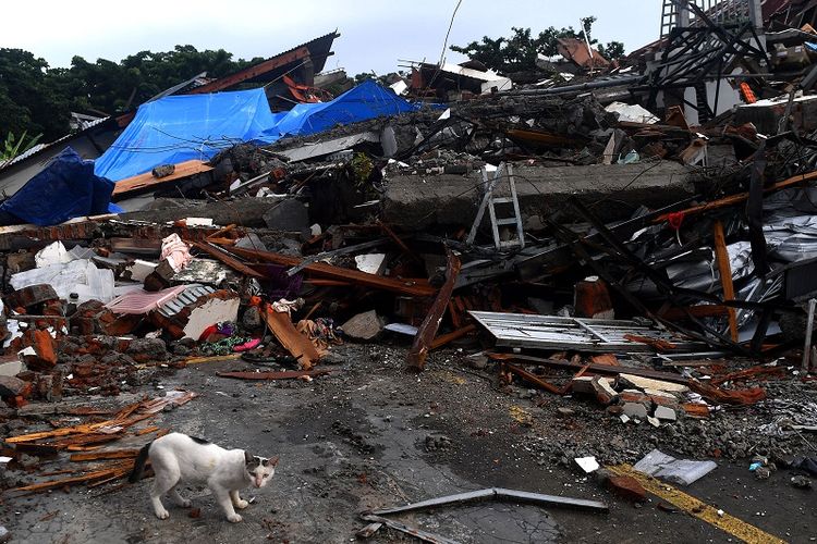 Seekor kucing melintas di dekat bangunan yang roboh akibat gempa bumi magnitudo 6,2 di Mamuju, Sulawesi Barat, Sabtu (16/1/2021). ANTARA FOTO/Sigid Kurniawan/rwa.